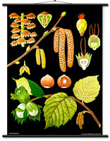 Hagemann Botanical / Anatomical Poster Ready to hang - Educational Wall Chart Hazel